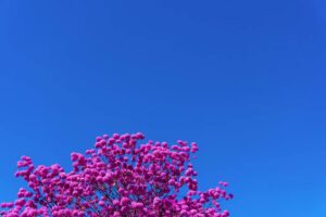 Ipê Rosa sobre o céu azul de Brasília. Fotografia de Daniel Costa - Unsplash.com